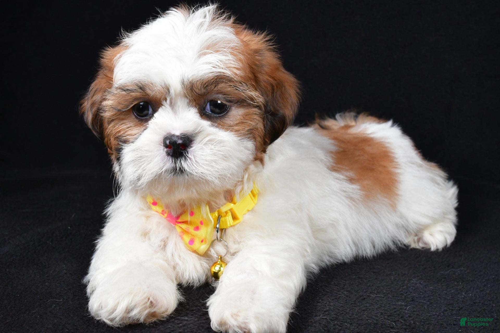 Shih Tzu dogs Tripp - Ad 2