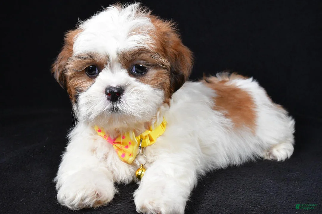 Shih Tzu dogs for sale: Tripp - Ad 2