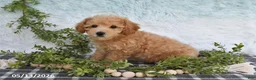 Bichpoo dogs for sale: Harper - Ad 3