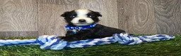 Toy Australian Shepherd dogs for sale: Boy 3 - Ad 4