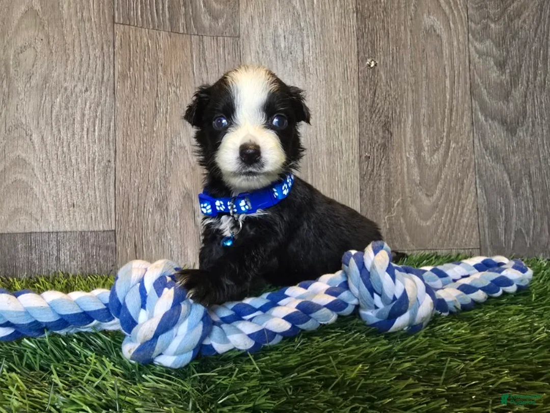 Toy Australian Shepherd dogs for sale: Girl - Ad 2