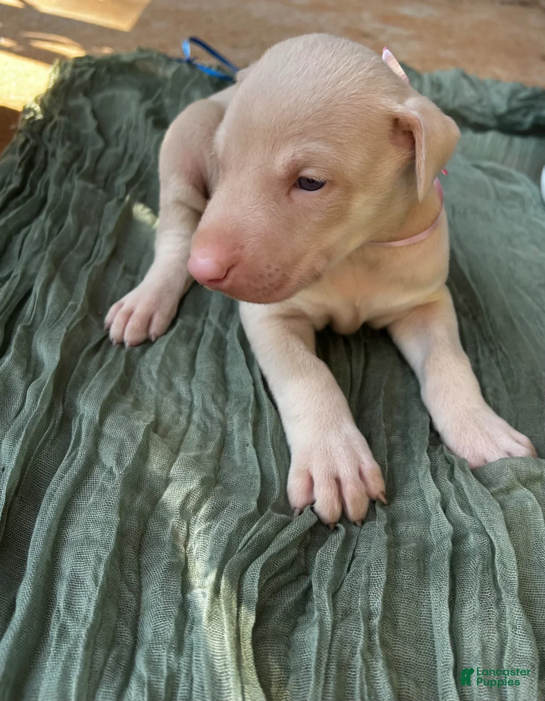 Doberman Pinscher dogs for sale: Doberman Pinscher Puppy 4 - Ad 2