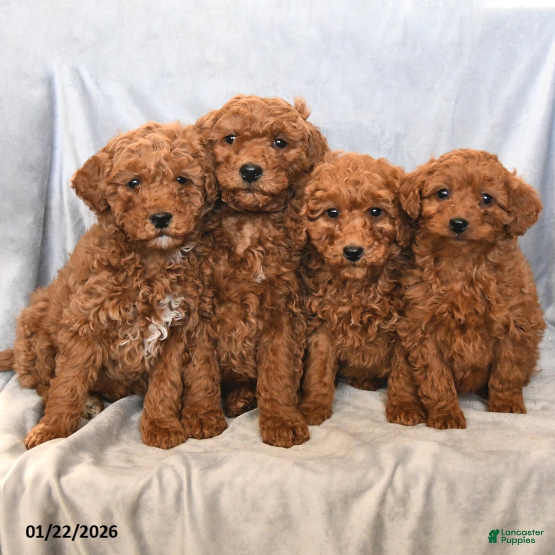 Mini Goldendoodle dogs for sale: Justin - Ad 3