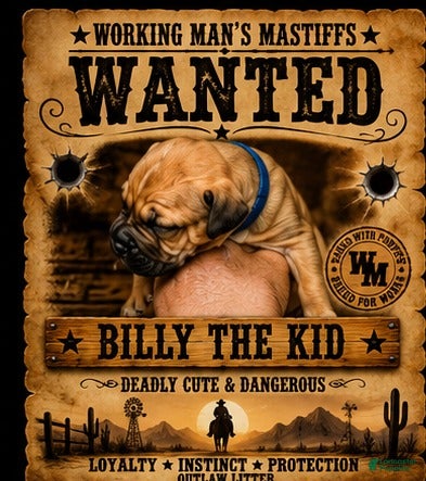 South African Boerboels dogs Billy The Kid - Ad 1