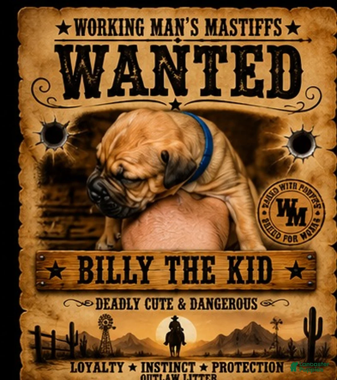 South African Boerboels dogs for sale: Billy The Kid - Ad 1