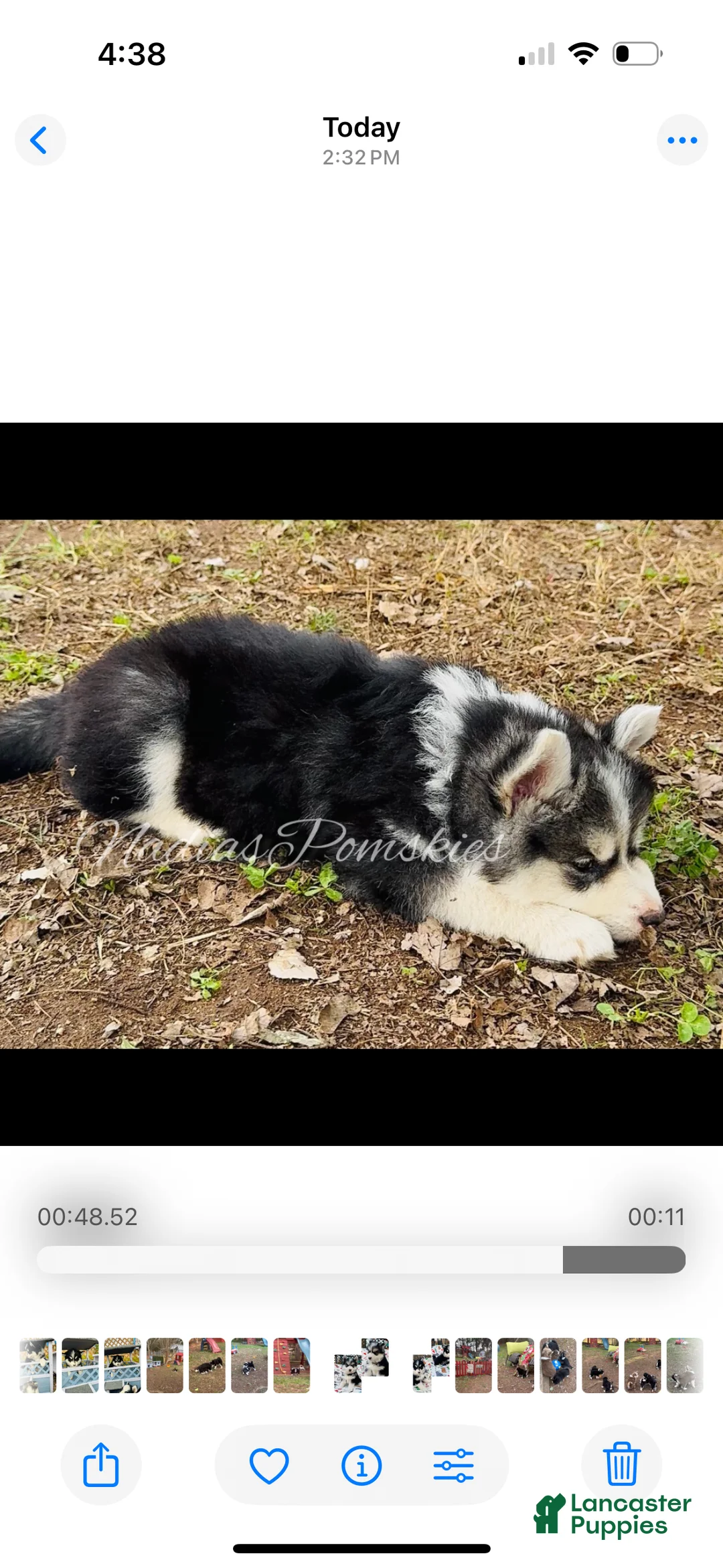 Pomsky dogs for sale: Pomsky Girl Gray/Black/White - Ad 6