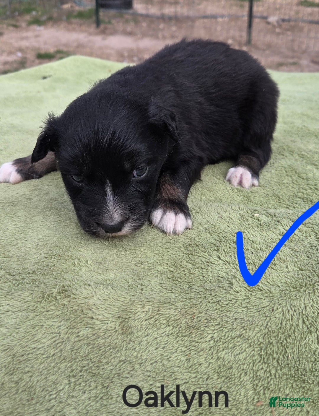 Australian Shepherd dogs for sale: Oaklynn - Ad 2