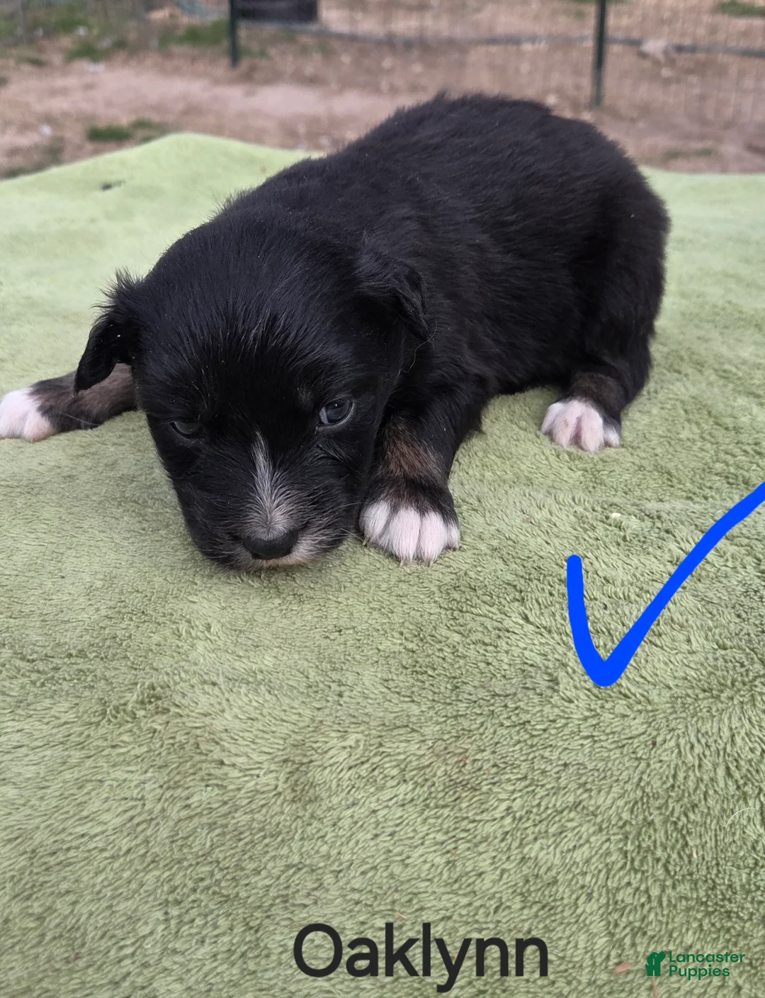 Australian Shepherd dogs for sale: Oaklynn - Ad 2