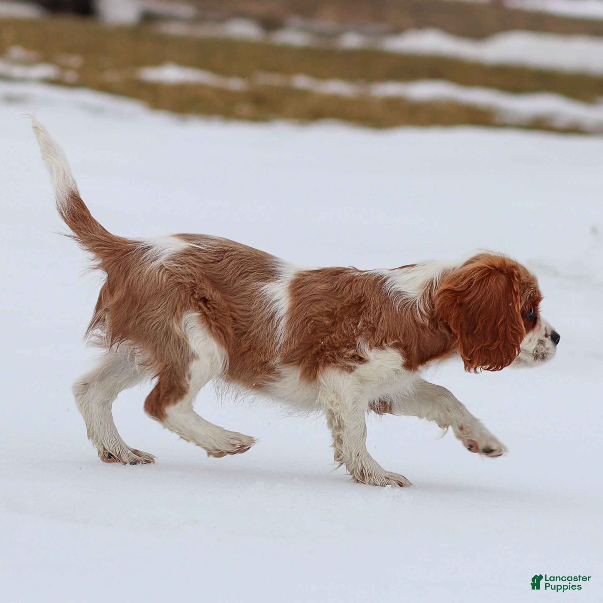 Cavalier King Charles Spaniel dogs Liam - Ad 2
