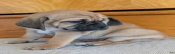 Puggle dogs for sale: Chance  - Ad 12