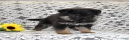 German Shepherd dogs for sale: Axel - Ad 6
