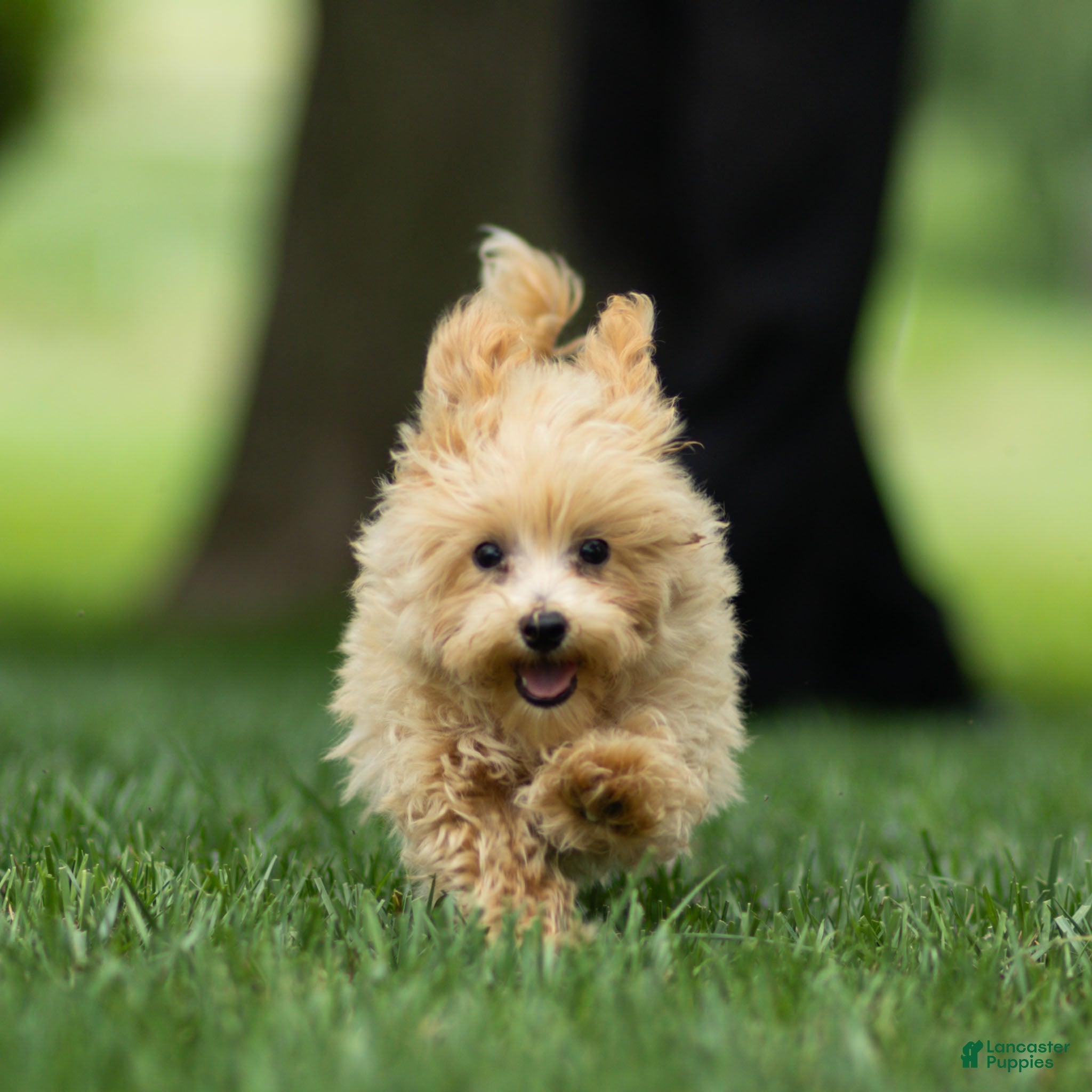 Maltipoo dogs Nacho Maltipoo Puppy  - Ad 1
