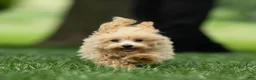 Maltipoo dogs for sale: Nacho Maltipoo Puppy  - Ad 7