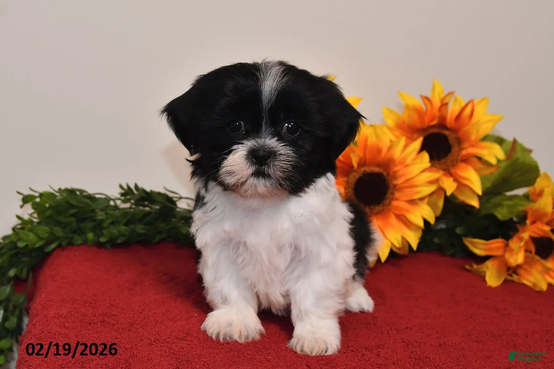 Shih Tzu dogs for sale: Maggie - Ad 3