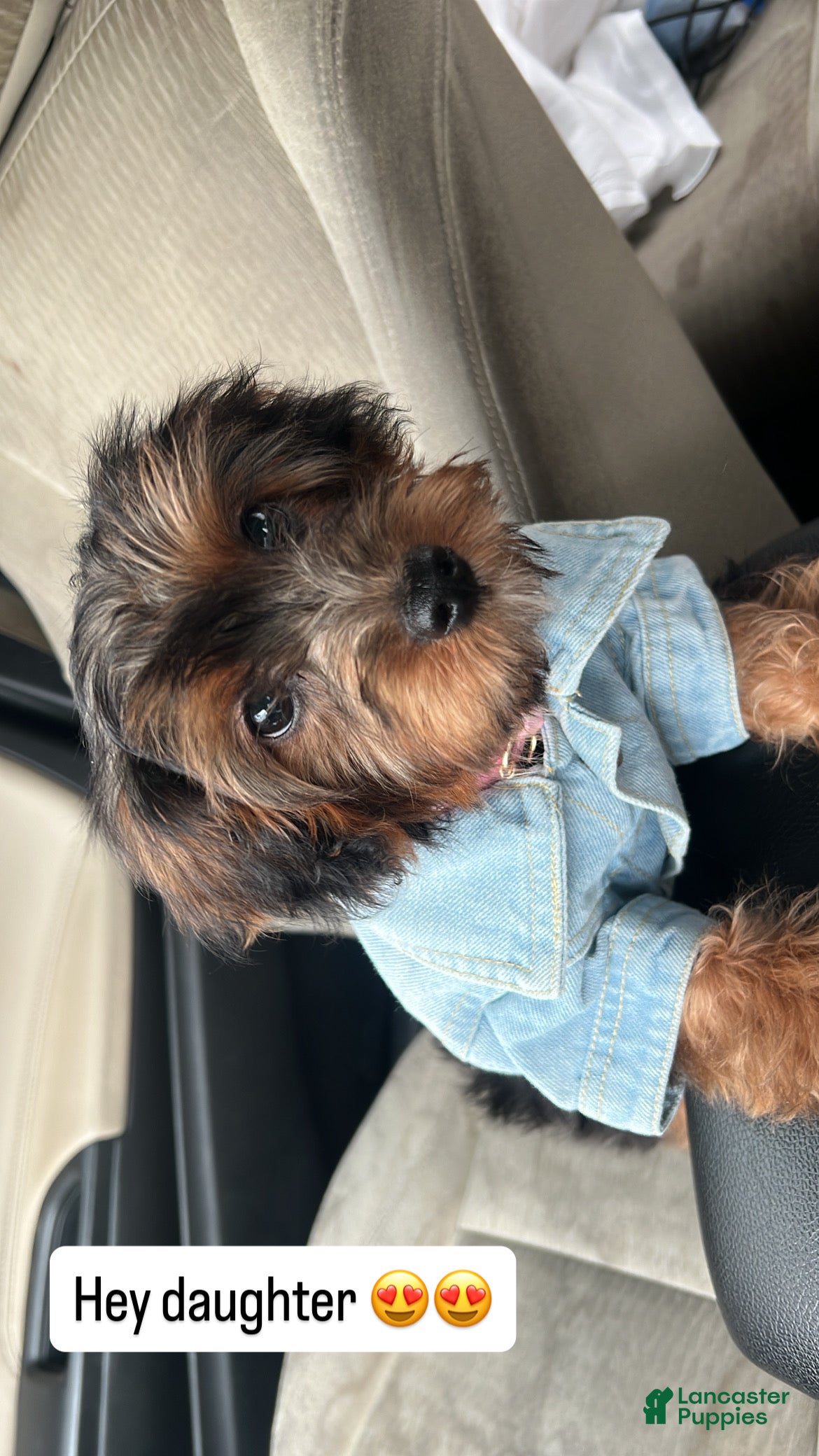 Yorkiepoo dogs Yorkiepoo Puppy 2 - Ad 19
