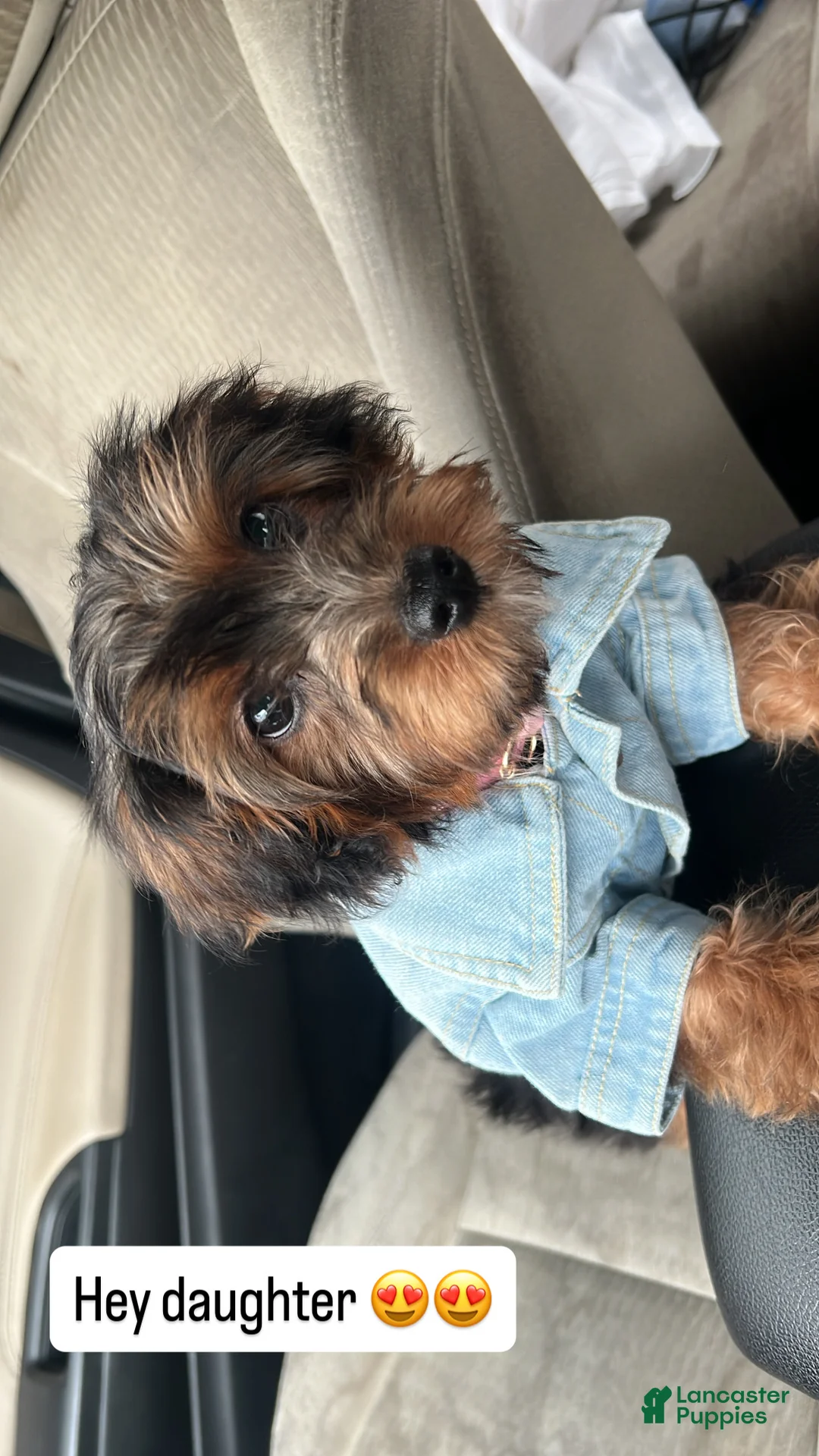 Yorkiepoo dogs for sale: Yorkiepoo Puppy 2 - Ad 1