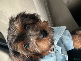 Yorkiepoo dogs Yorkiepoo Puppy 2 - Ad 21