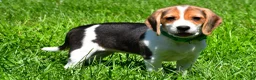 Beagle dogs for sale: Betty - Ad 6