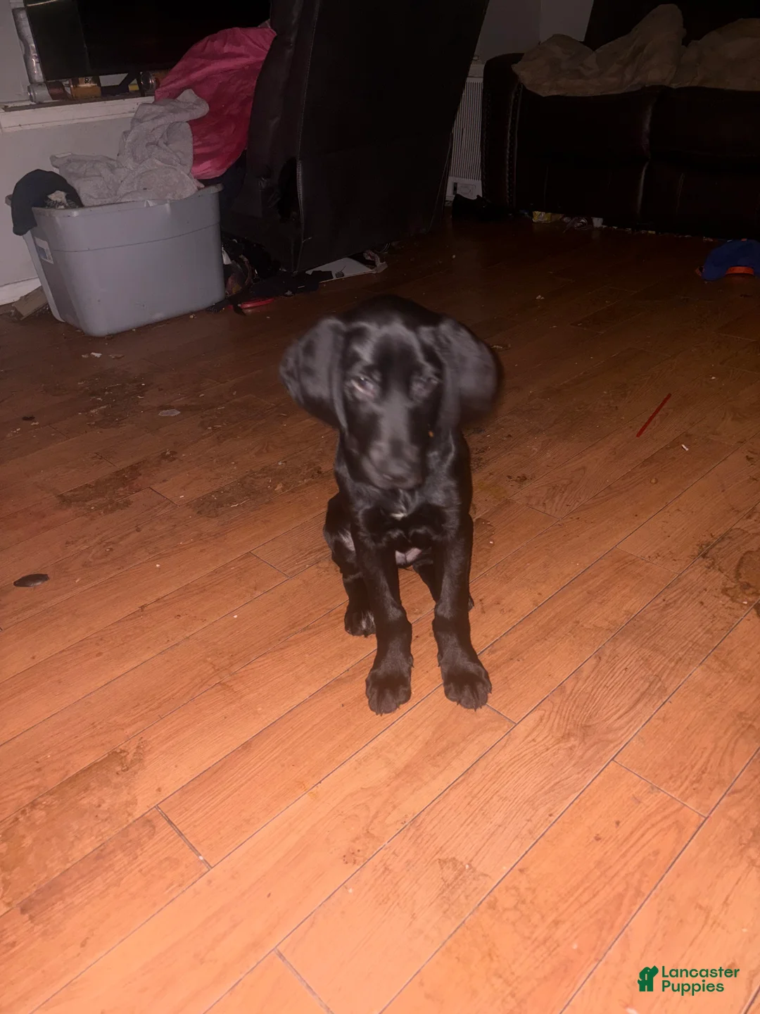 Mixed Breed dogs for sale: Mixed Breed Puppy 1 - Ad 1