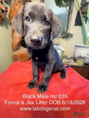Labrador Retriever dogs Boy 3 - Ad 23