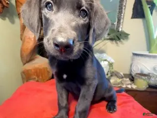 Labrador Retriever dogs Boy 3 - Ad 23