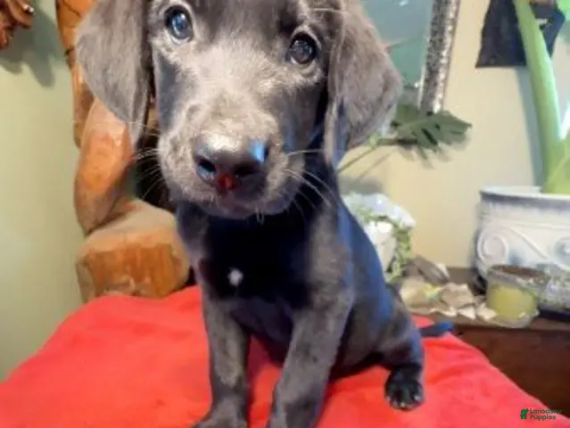 Labrador Retriever dogs for sale: Boy 3 - Ad 3