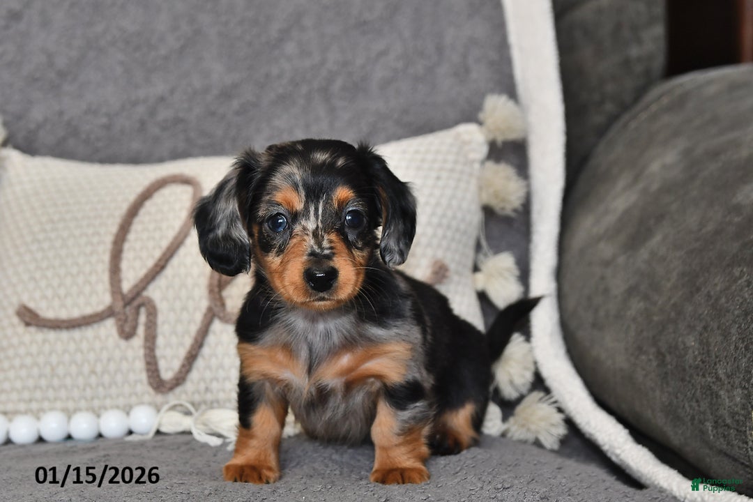 Miniature Dachshund dogs for sale: Lily - Ad 4