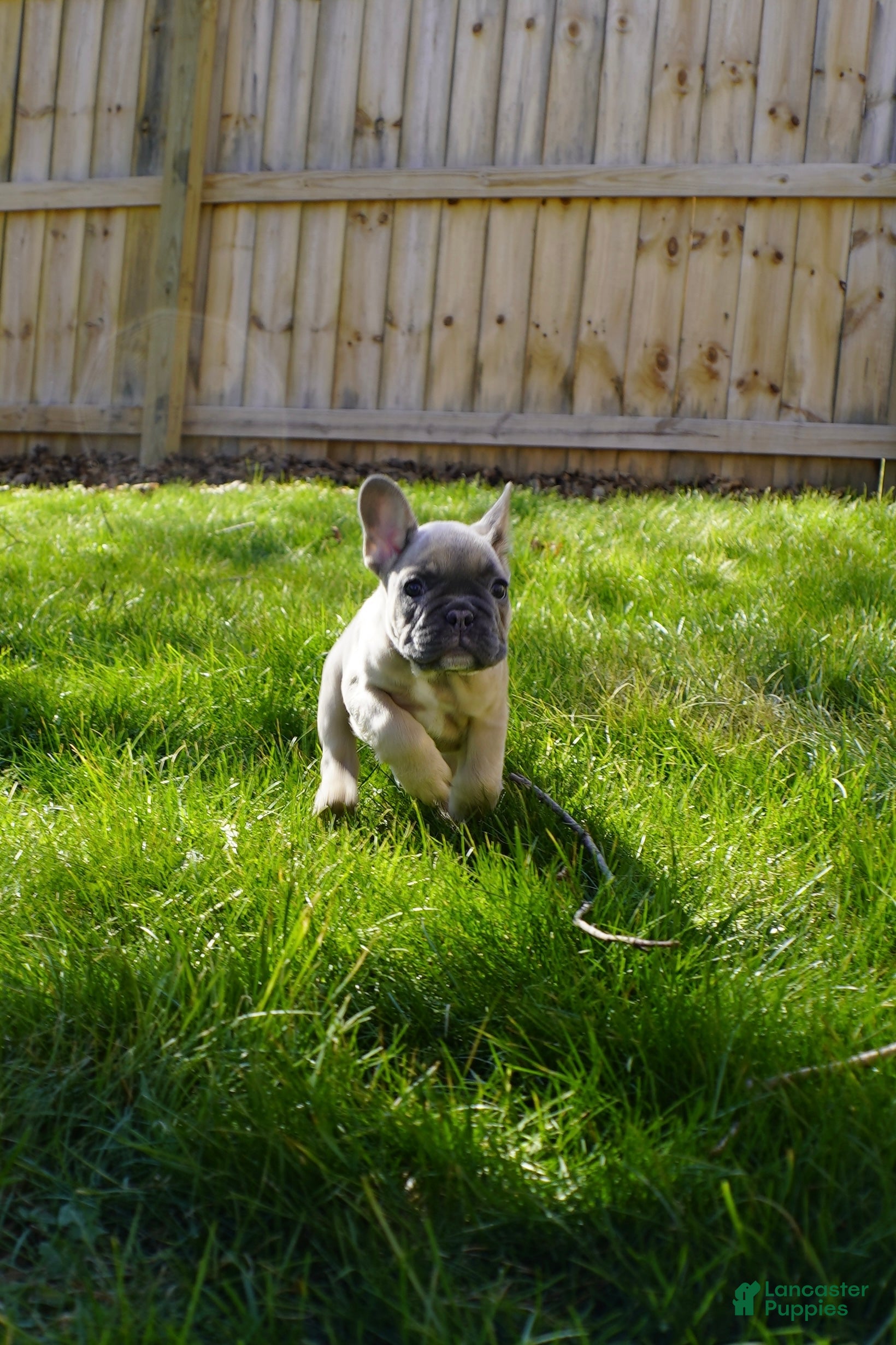 French Bulldog dogs French Bulldog Puppy 2 - Ad 1