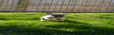 French Bulldog Puppy 2