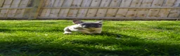 French Bulldog dogs for sale: French Bulldog Puppy 2 - Ad 1