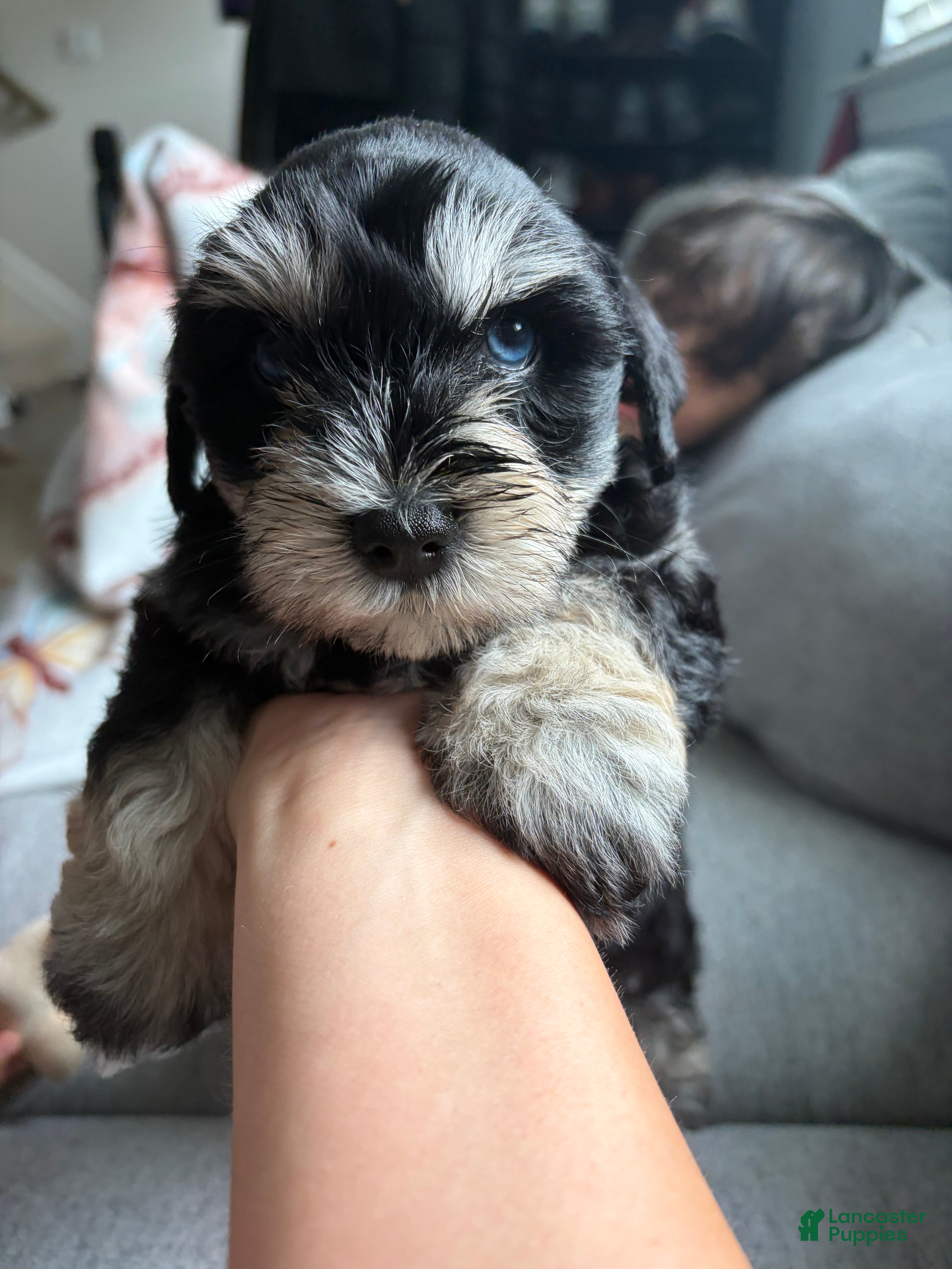 Miniature Schnauzer dogs Polo - Ad 2