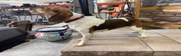 Beagle dogs for sale: AKC Reba  - Ad 5