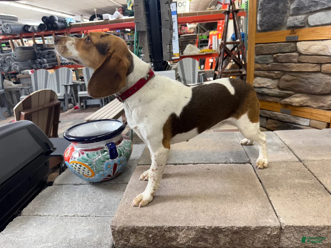 Beagle dogs for sale: AKC Reba  - Ad 5
