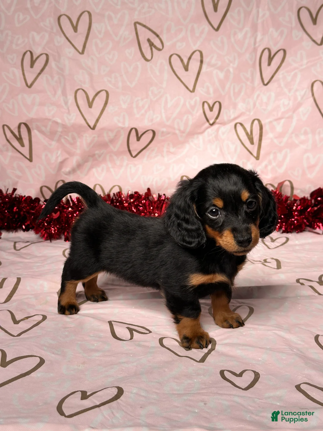 Miniature Dachshund dogs for sale: Emily - Ad 6