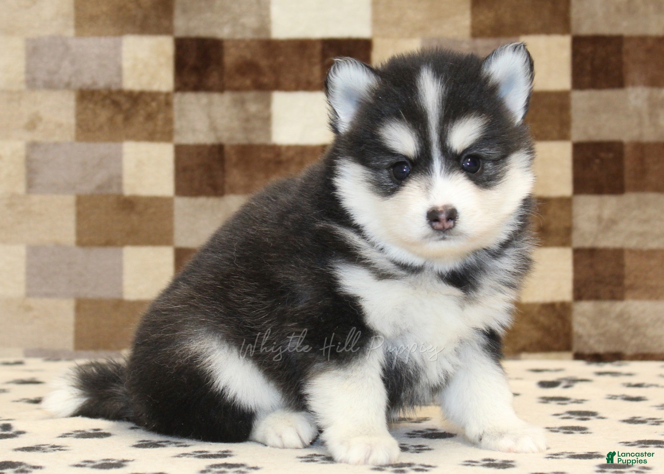 Pomsky dogs Isaac - Ad 34