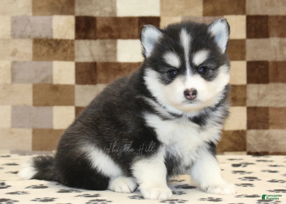 Pomsky dogs for sale: Isaac - Ad 1