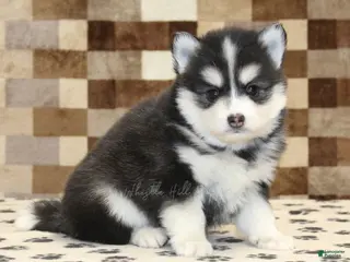 Pomsky dogs Isaac - Ad 34