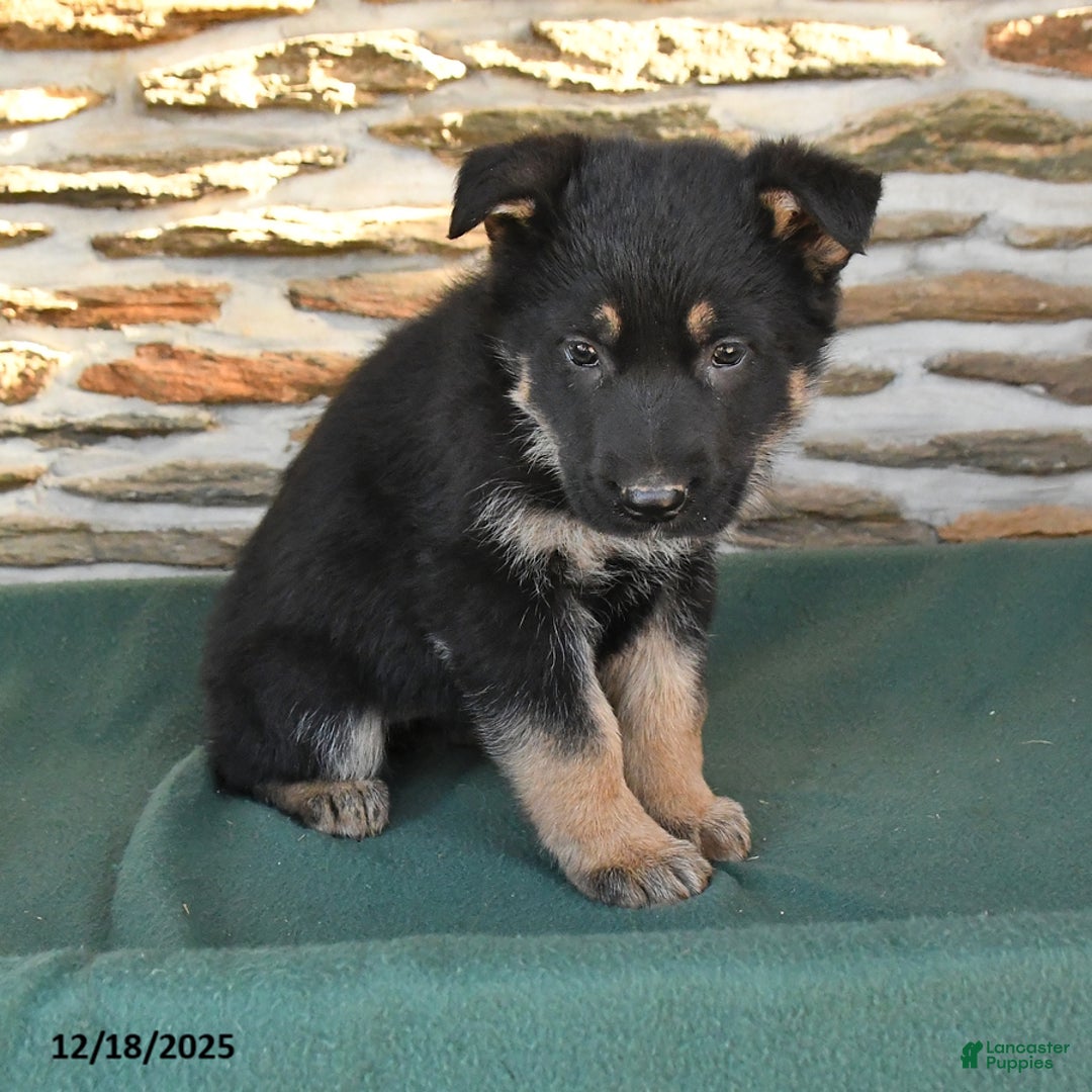 German Shepherd dogs for sale: Marcia - Ad 3