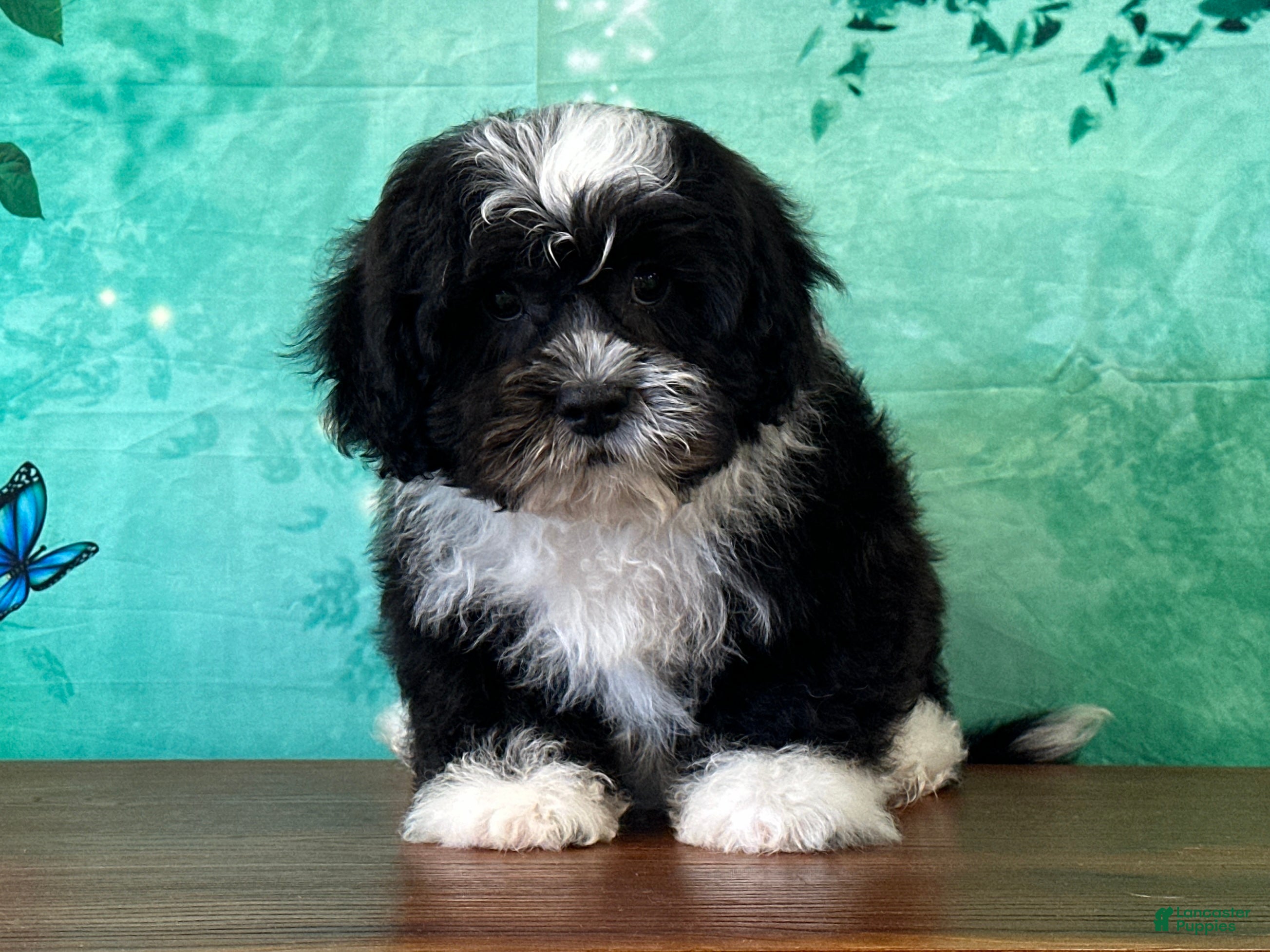 Teddy Bear dogs Panda - Ad 1
