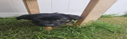 German Shepherd dogs for sale: German Shepherd  puppys  - Ad 5