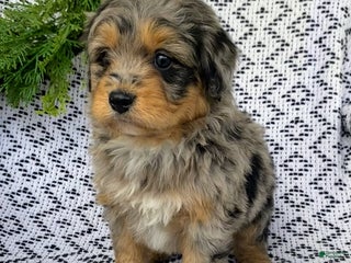 Mini Aussiedoodle dogs - Ad 20