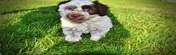 Havapoo dogs for sale: Chippy - Ad 21