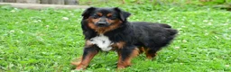 Miniature Australian Shepherd dogs for sale: Weston - Ad 10