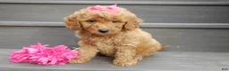 Mini Goldendoodle dogs for sale: Hazel - Ad 2