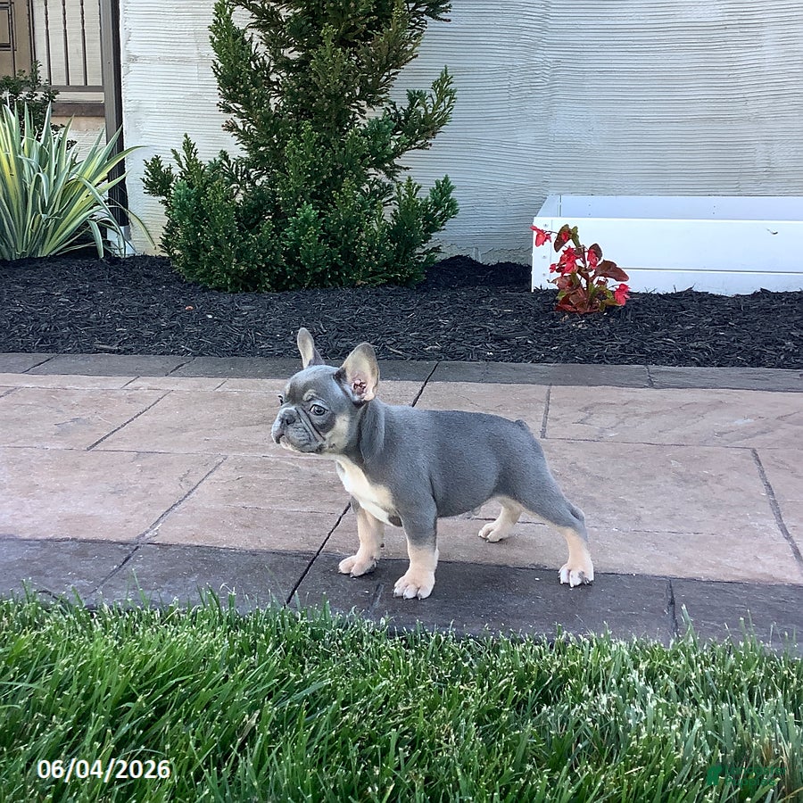 French Bulldog dogs for sale: Archie - Ad 5