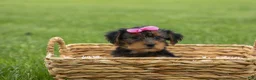 Yorkshire Terrier dogs for sale:  Betsy 🐶 - Ad 21