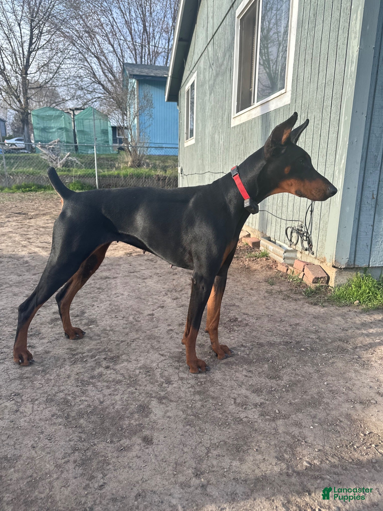 Doberman Pinscher dogs Rocket  - Ad 2