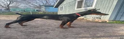 Doberman Pinscher dogs for sale: Rocket  - Ad 2