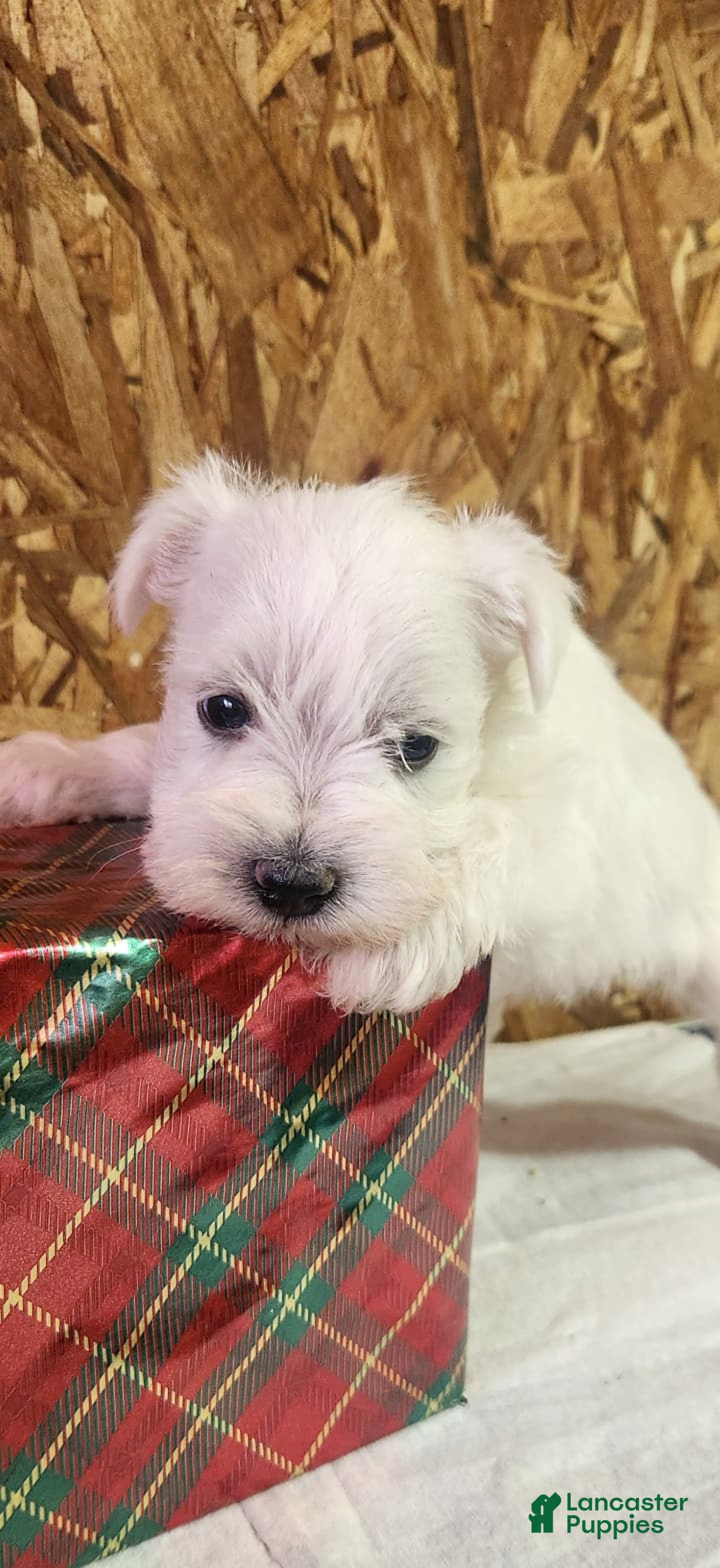 Miniature Schnauzer dogs for sale: Wally - Ad 7