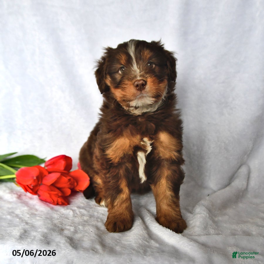 Mixed Breed dogs Allie - Ad 2